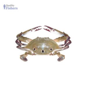 Three Spot Crab