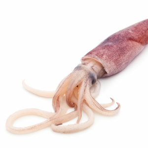 Calamari Squid