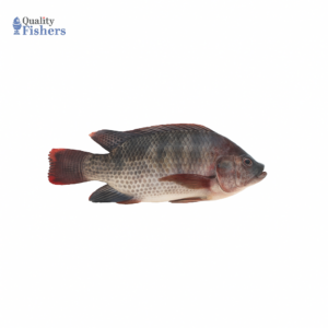 Tilapia Fish (Daiya)