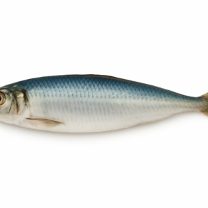 Sardine Fish (Luar)