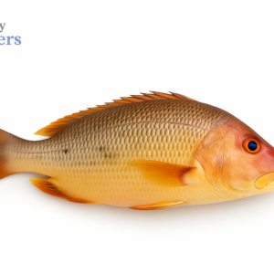 Red Snapper (Heera Fish)