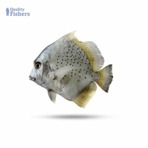 spotted-jalebi-paplet-fish