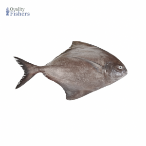 Black Pomfret (Kala Paplet)