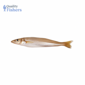 Lady Fish (Bhambore)