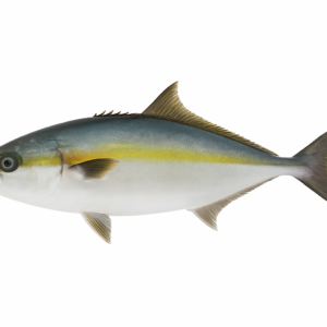 Safi Fish (Amberjack)