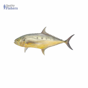 Saram Fish (Queen Fish)