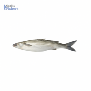 Mullet-Boi-Fish