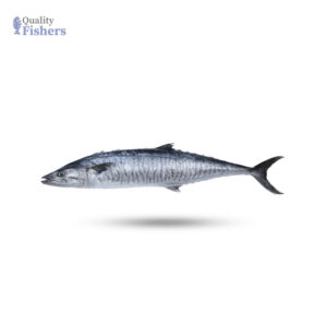 Surmai-FIsh-Quality-Fishers