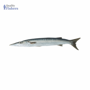 Safaid Kund (White Barracuda/ White Kund)