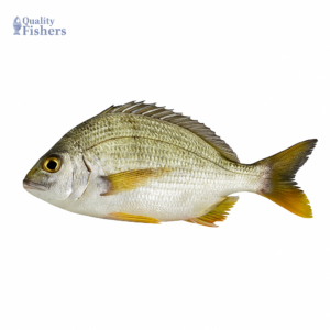White-Sea-Bream-Fish