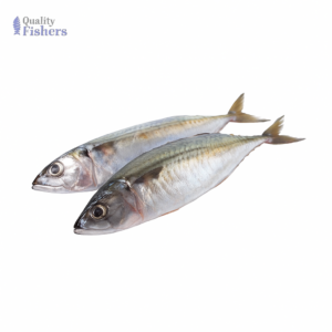 Bhangda Fish (Indian Mackerel Fish)