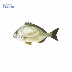 Kapartan Fish (Silver Sea Bream)