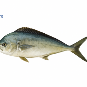 Mahi Mahi (Amroz Fish)