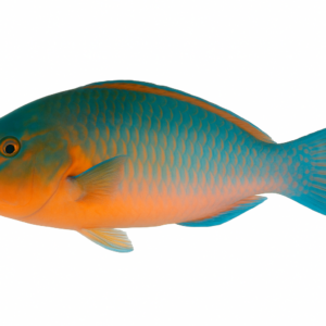 Parrot Fish (Hareed/Popat)