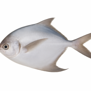 Safaid Paplet (White Pomfret/White Paplet)