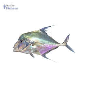 Diamond Trevally (Pattal)