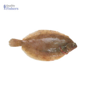 Sole Fish (Round Sole)